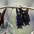 Šikšnosparnių mitai: kimbantys merginoms į plaukus ir geriantys žmonių kraują