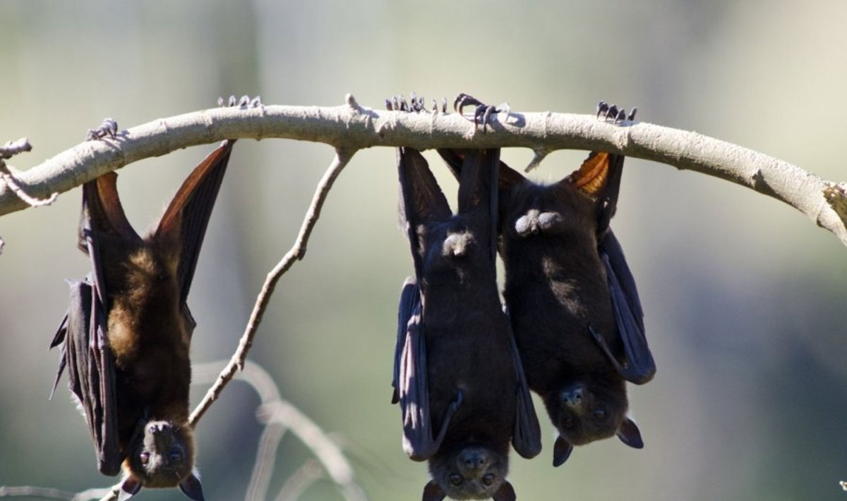 Vaisėdžiai šikšnosparniai Australijoje