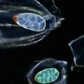 Atrasta daugiau nei milijonas naujų planktono rūšių