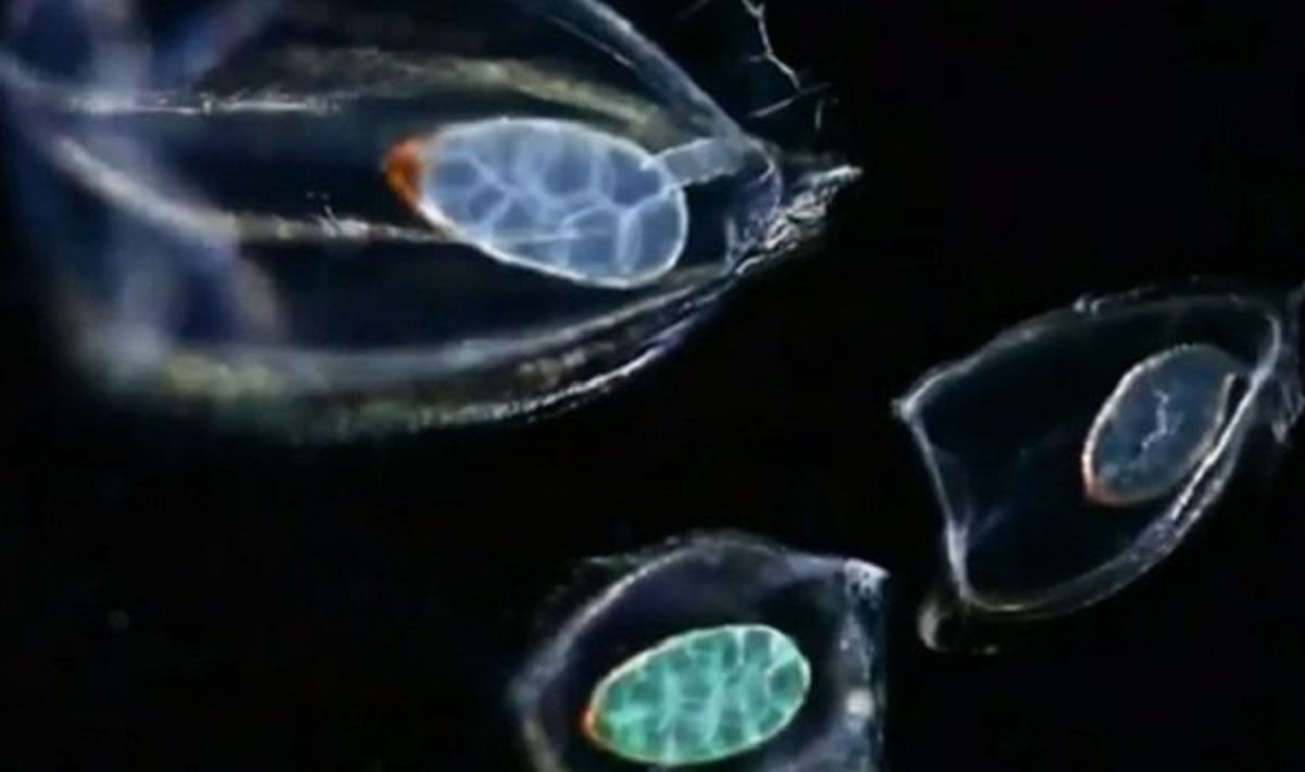 Mokslininkų vaizdo įraše - keisčiausių formų planktonas 