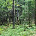 Norima sužinoti, kokia yra tikroji Lietuvos miškų vertė