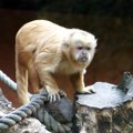 Šeštadienį kviečia zoologijos sodas: bus galima pasitikrinti, ar esi protingesnis už beždžionę