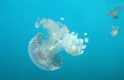 Taškuotosios medūzos 
