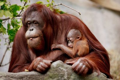 Orangutanė su jaunikliu