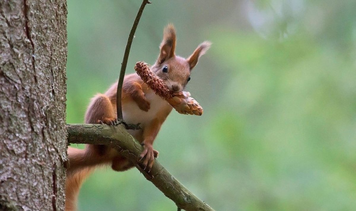 Eglės sėklelėmis sotinasi voveraitė