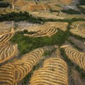 Dėl mūsų kasdienių įpročių iškertamos ištisos plantacijos: ar išdrįstumėte keistis?