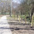 Karantinas Pašešupio parko rekonstrukcijos darbų nesustabdė: atsiras 1100 naujų želdinių