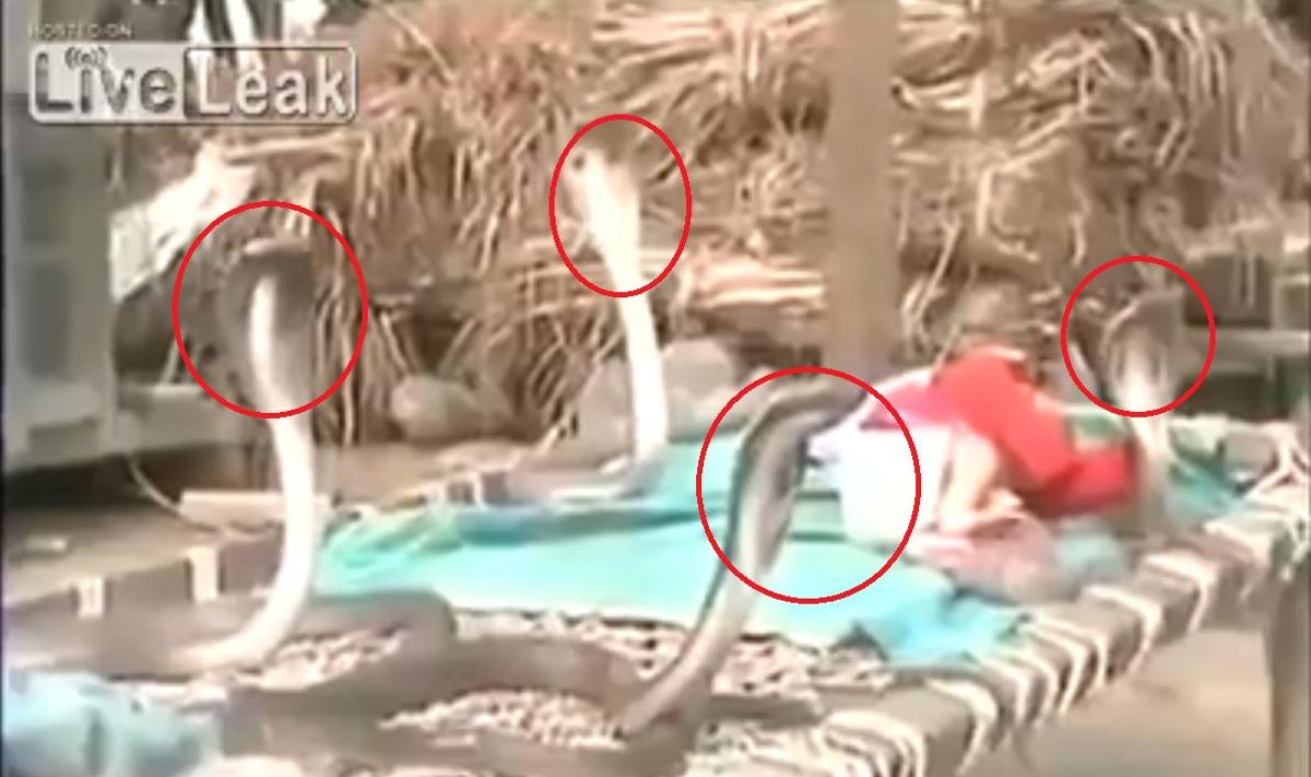 Cztery kobry bronią śpiącego dziecka