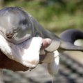 Nemokamai Lietuvos delfinus priėmę graikai jau nori pinigų