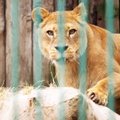 Kauno zoologijos sodo liūtei Molei – JAV specialistų rekomenduoti žaidimai