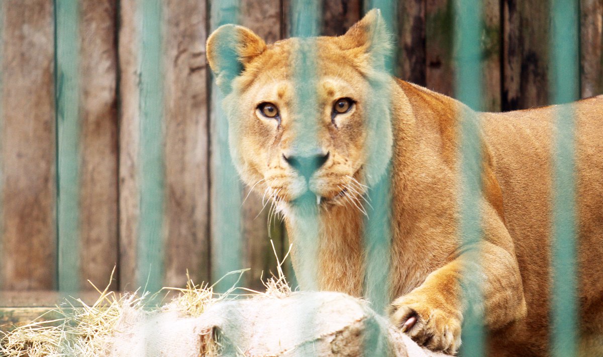 Kauno zoologijos sodo liūtė Molė