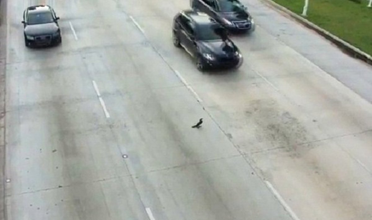 Nepaisant policijos pastangų, paukštis vis pasukdavo link greitkelio