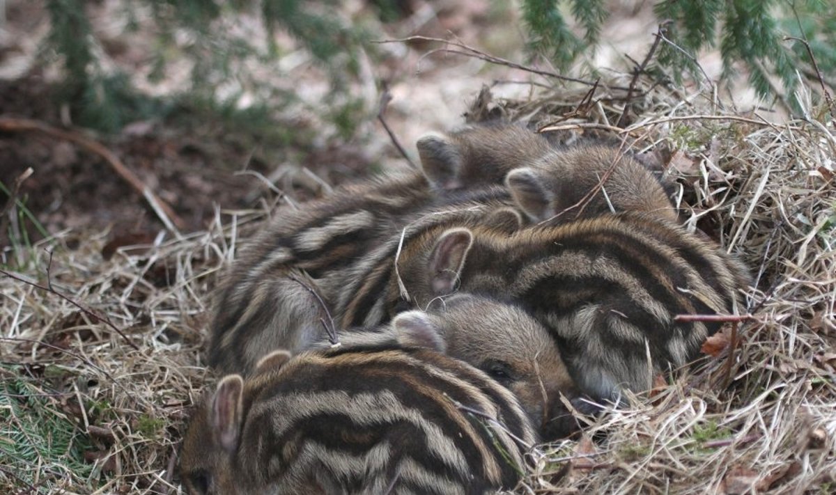 Šernų jaunikliai susigūžę šildosi pernykštėje žolėje