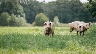 Nustatyti dar du afrikinio kiaulių maro atvejai kiaulių ūkiuose: praėjusių metų skaičius jau viršytas