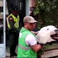 Kolumbijoje konfiskuotas kontrabanda įvežtas baltojo lokio kailis
