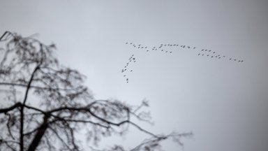 Paukščiai grįžta namo – kviečia į sparnuočių sutiktuves visoje Lietuvoje