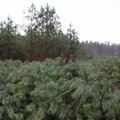 Ar tikrai Lietuva – geriausiai miškus tvarkanti valstybė?