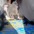 Australijoje turistus nustebino paplaukioti kanoja panorusi koala
