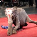 Rokiškio rajono savivaldybė uždraudė laukinių gyvūnų pasirodymus cirkuose