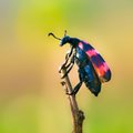 Pavojaus signalas dėl vabzdžių išsaugojimo: išnykus jiems, išnyksime ir mes