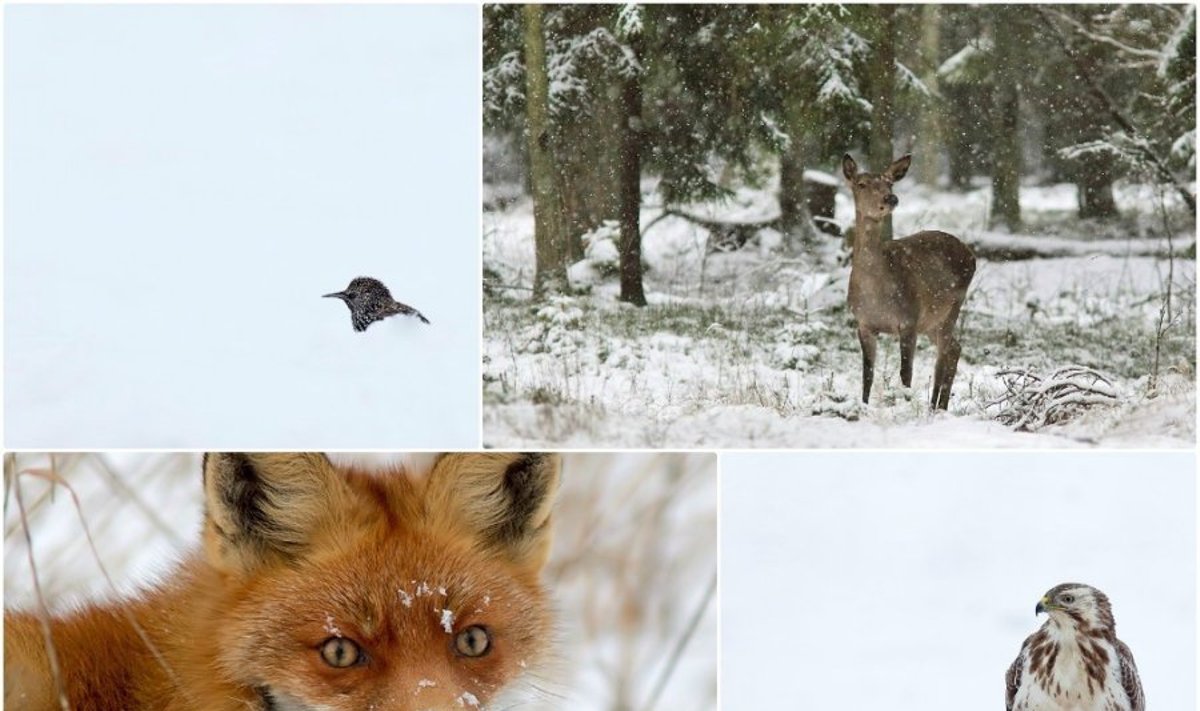 Gyvūnams ir paukščiams sniegas reiškia prasidėjusį tuščio skrandžio periodą  (Mindaugo Jašinsko, Mariaus Čepulio, Renato Jakaičio nuotraukos) 