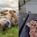 Vilniečiai šunims linki žiaurios mirties: šunų aikštelėje aptiko siaubingus spąstus