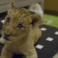 Prieš šešias savaites gimę liūtukai jau ragauja katėms skirto maisto