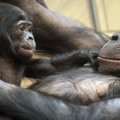 Šimpanzės evoliucionuoja? Nustatyta, kad jos moka „kepti“ maistą