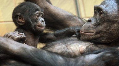 У шимпанзе и орангутанов нашли автобиографическую память