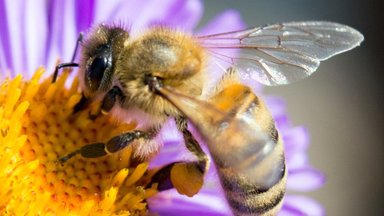 Šiandien minima pasaulinė bičių diena
