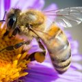 Australija pasiduoda kovoje su bičių žudiku