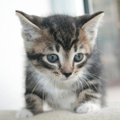 Bengaliukas gali būti jūsų namų kačiukas