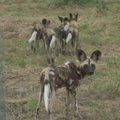 Pietų Afrikoje į draustinį išleisti nykstantys laukiniai šunys