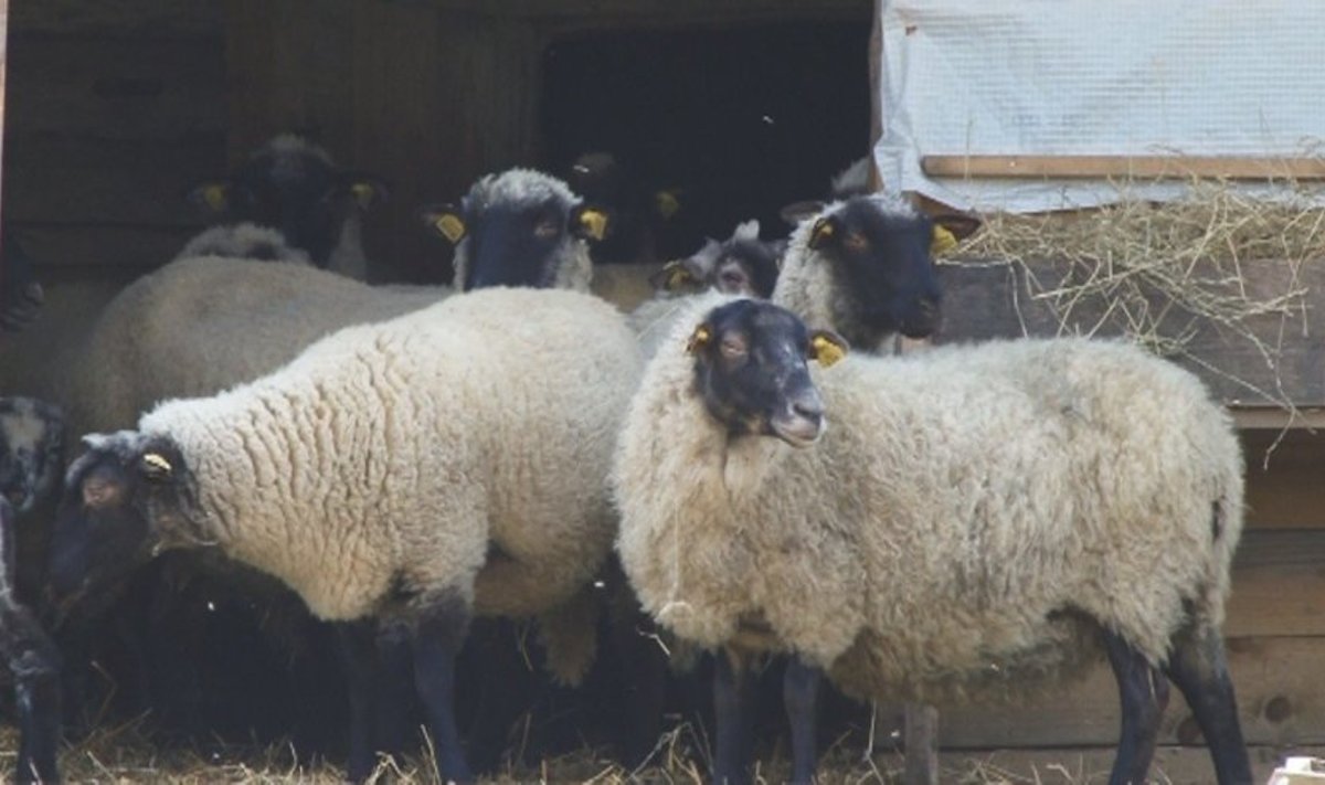 Veislinės juodagalvės avys – brangesnės už įprastas