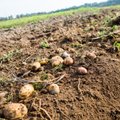 Sankcijos Rusijai iškratė bulvininkų kišenes