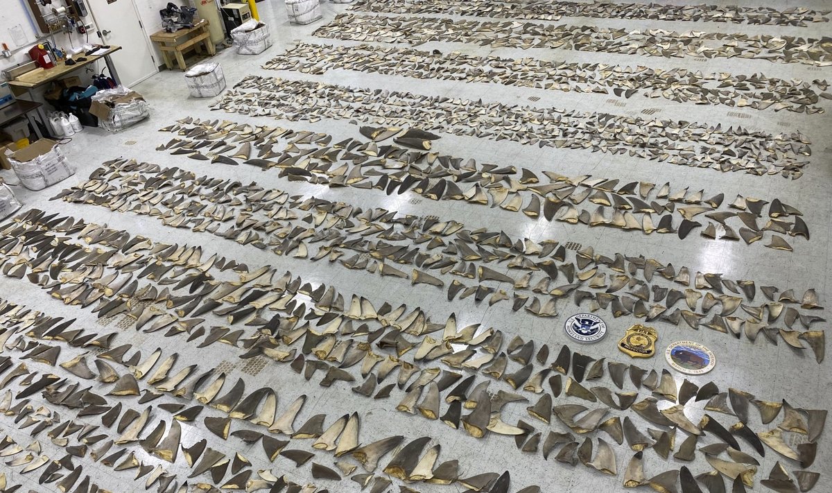 Majamio uoste konfiskuota daugiau nei 600 kg džiovintų ryklio pelekų 