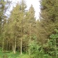 Įstatymo pataisos leistų kasti po mišku esančias iškasenas