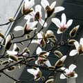 Šį pavasarį magnolijų žiedai prilygsta stebuklui