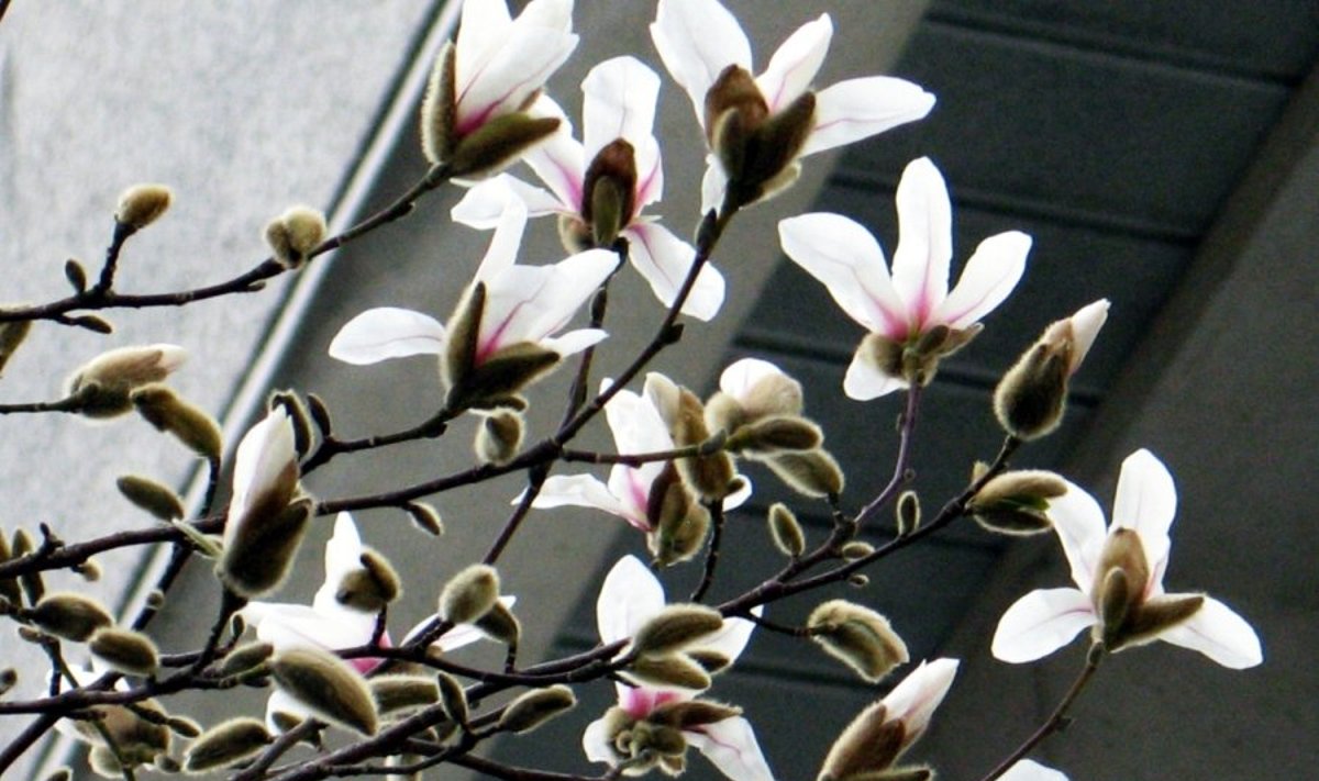 Šilutėje magnolijos pražydo. Šiauliams ne taip pasisekė