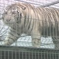 Sujudimas Klaipėdos „Mini Zoo“: konfiskuoti negalima palikti