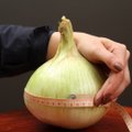 Naujas rekordas: štai taip atrodo didžiausias Lietuvos svogūnas