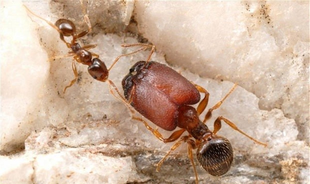 Superskruzdėlės gamtoje retos