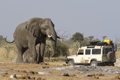 Botsvana, Afrika, turizmas, dramblys