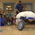 Ratukų pagalba judantis paršiukas įkvepia vaikus su negalia