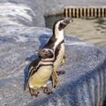 Paneigė gajų mitą apie pingvinus: jei manėte, kad visi jie ištikimi, klydote