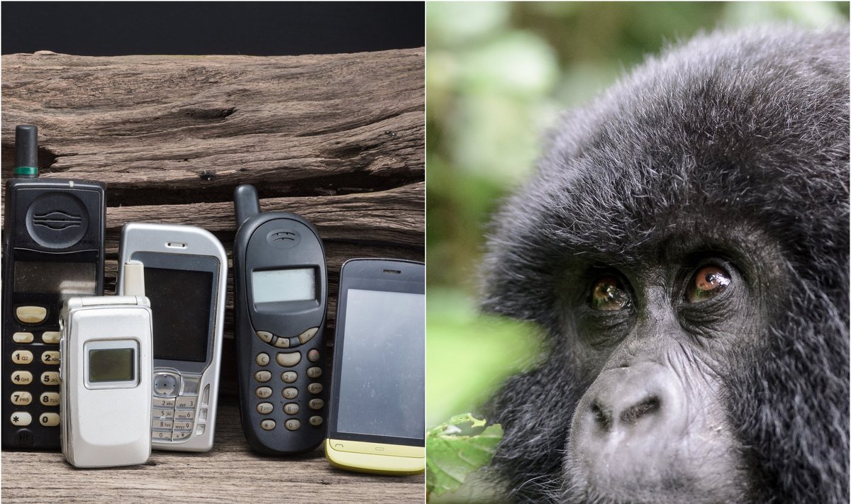 Seni mobilieji telefonai ir gorila