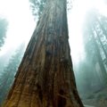 Du tūkstantmečiai medžiai nuvirto priešais turistų akis