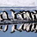 Pingvinų diena: nufilmuotos juokingiausios nesėkmės