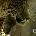 Meksikoje bandoma suskaičiuoti jaguarus