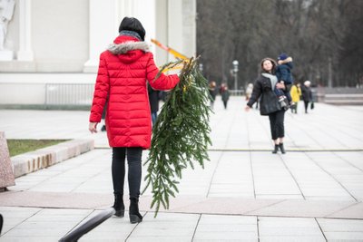 Miškininkai nemokamai dalins eglės šakas